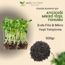 Pauls Micro Farm Ayçiçeği Mikro Yeşil Tohumu – Evde Filiz Yetiştirme – 500 gr