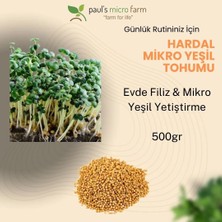 Pauls Micro Farm Hardal Mikro Yeşil Tohumu – Evde Filiz Yetiştirme – 500gr