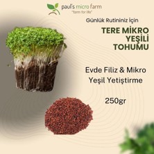 Pauls Micro Farm Tere Mikro Yeşil Tohumu – Evde Filiz Yetiştirme – 250 gr