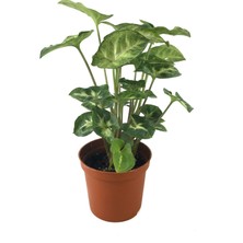 Betonish Syngonium Podophyllum 'Pixie' (Melek Kanadı Çiçeği)