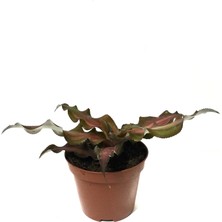 Betonish Cryptanthus Bivittatus 'Ruby' (Kaktüs)