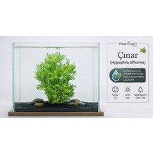 Aqua Expert Akvaryum Biktisi Hygrophila Difformis (Çınar) Kolay Akvaryum Bitkisi Saksılı - 5 Kök