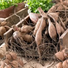 CSY 25 Adet Ponpon Yıldız Dahlia Çiçeği Soğanı Yumrusu 12 Renk Karışık Yumru Boyu 10 Cm.yeni Mahsul.. Çimlenme Garantilidir..