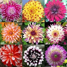 CSY 25 Adet Dev Yıldız Dahlia Çiçeği Soğanı Yumrusu 12 Renk Karışık Yumru Boyu 10 Cm.yeni Mahsul.. Çimlenme Garantilidir..