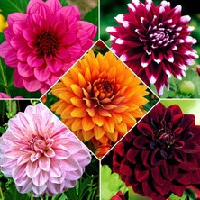 CSY 25 Adet Dev Yıldız Dahlia Çiçeği Soğanı Yumrusu 12 Renk Karışık Yumru Boyu 10 Cm.yeni Mahsul.. Çimlenme Garantilidir..