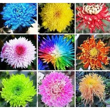 CSY 25 Adet Dev Yıldız Dahlia Çiçeği Soğanı Yumrusu 12 Renk Karışık Yumru Boyu 10 Cm.yeni Mahsul.. Çimlenme Garantilidir..