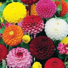 CSY 25 Adet Ponpon Yıldız Dahlia Çiçeği Soğanı Yumrusu 12 Renk Karışık .yeni Mahsul.. Çimlenme Garantilidir..yumru Boyu 7 Cm...