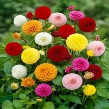 CSY 25 Adet Ponpon Yıldız Dahlia Çiçeği Soğanı Yumrusu 12 Renk Karışık .yeni Mahsul.. Çimlenme Garantilidir..yumru Boyu 7 Cm...