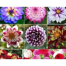 CSY 25 Adet Ponpon Yıldız Dahlia Çiçeği Soğanı Yumrusu 12 Renk Karışık .yeni Mahsul.. Çimlenme Garantilidir..yumru Boyu 7 Cm...