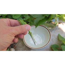 Köklendirme Hormonu Kullanıma  Hazır Toz 50 Gr, Kalem Köklendirici / Fidan