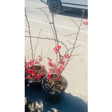 Bahar Dali Bahar Dalı