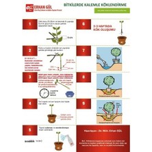 Eastroot Kullanıma Hazır Toz Hormonu 100 gr Çelik / Kalem / Fidan Köklendirme