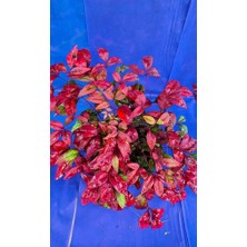 Bambu Nandina Fidanı