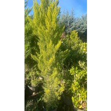 2 cm Limon Selvi Çam Fidanı