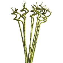 5 Adet Şans Bambusu, Spiral Bambu Bitkisi 80 cm
