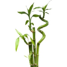 3 Adet Şans Bambusu. Spiral Bambu Bitkisi 80 cm