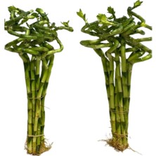9 Adet Şans Bambusu, Spiral Bambu Bitkisi 80 cm