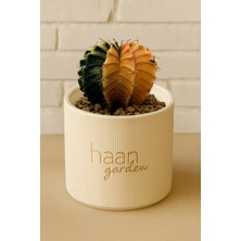 Haangarden Gymnocalycium Variegata Kaktüs