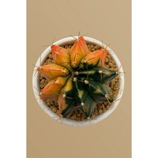 Haangarden Gymnocalycium Variegata Kaktüs