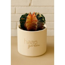 Haangarden Gymnocalycium Variegata Kaktüs