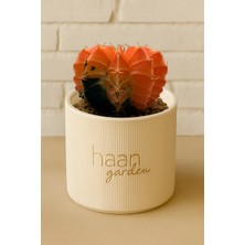 Haangarden Gymnocalycium Variegata Kaktüs