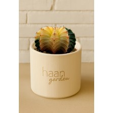 Haangarden Gymnocalycium Variegata Kaktüs