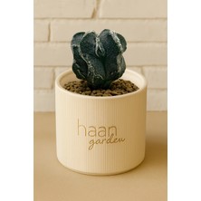 Haangarden Astrophytum Myriostigma Fukuryu Kaktüs