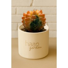 Haangarden Gymnocalycium Variegata Kaktüs