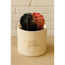 Haangarden Gymnocalycium Variegata Kaktüs