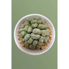 Haangarden Conophytum Ssp Lithops Sukulent