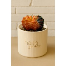 Haangarden Gymnocalycium Variegata Kaktüs