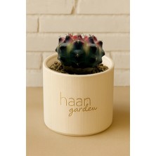 Haangarden Gymnocalycium Bomblight Kaktüs