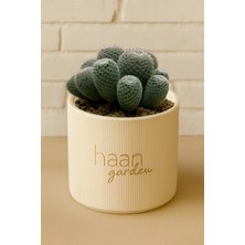 Haangarden Mammillaria Pseudoperbella Kaktüs