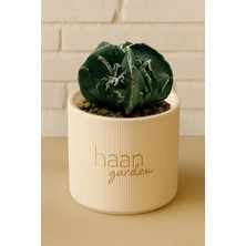 Haangarden Astrophytum Myriostigma Fukuryu Kaktüs