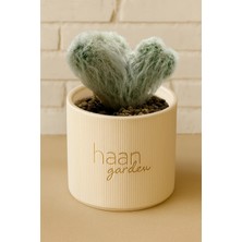 Haangarden Cephalocereus Kaktüs