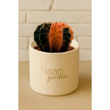 Haangarden Gymnocalycium Variegata Kaktüs