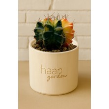 Haangarden Gymnocalycium Variegata Kaktüs