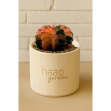 Haangarden Gymnocalycium Variegata Kaktüs