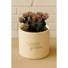 Haangarden Gymnocalycium Lotus Kaktüs