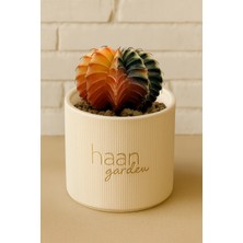Haangarden Gymnocalycium Variegata Kaktüs
