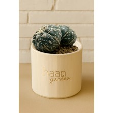 Haangarden Astrophytum Asterias V Type Twinhead Kaktüs