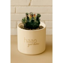 Haangarden Gymnocalycium Spring Kaktüs