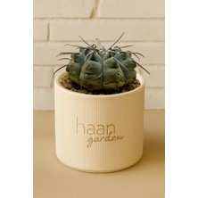 Haangarden Gymnocalycium Ochoterenae Kaktüs