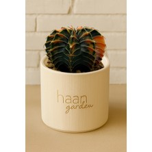 Haangarden Gymnocalycium Variegata Kaktüs