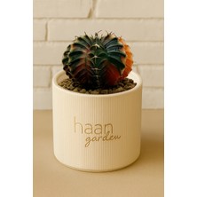 Haangarden Gymnocalycium Variegata Kaktüs