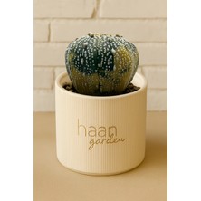 Haangarden Astrophytum Asterias Super Kabuto Variegata Kaktüs