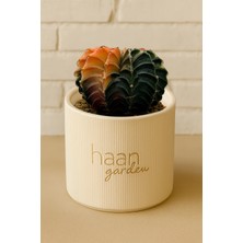 Haangarden Gymnocalycium Variegata Kaktüs