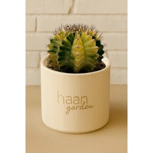 Haangarden Gymnocalycium Variegata Kaktüs