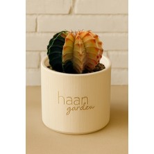 Haangarden Gymnocalycium Variegata Kaktüs