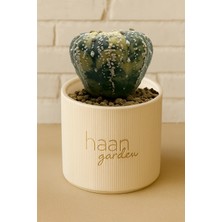 Haangarden Astrophytum Asterias Variegata Kaktüs